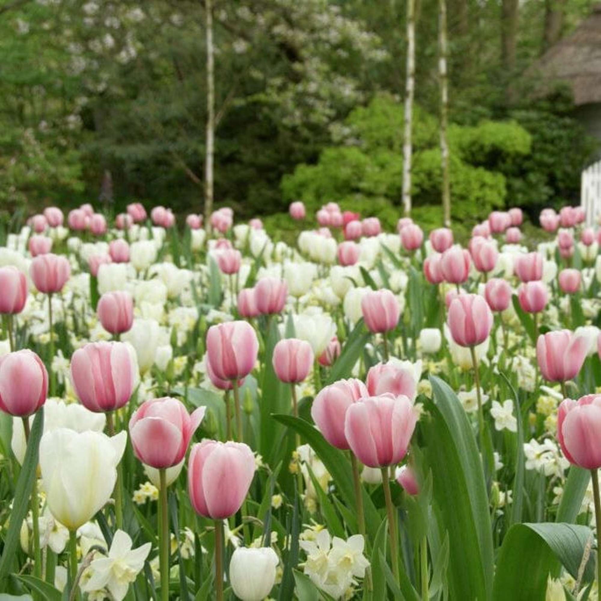 Blumenzwiebel-Kollektion 'Strawberry Cream'